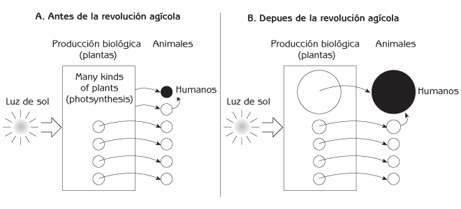 Figura 3.1 Distribución de la producción biológica entre plantas y animales en la red alimenticia de un ecosistema.