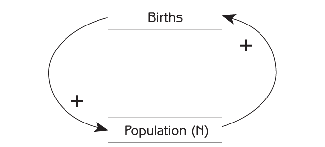 Figure 2.5 - The positive feedback loop that generates exponential population growth