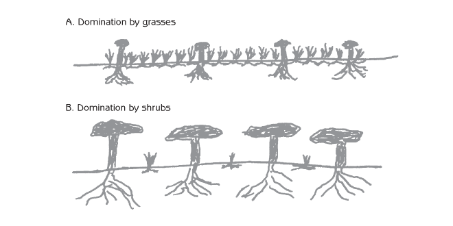 Figure 6.4 - Competition between shrubs and grasses for sunlight and water