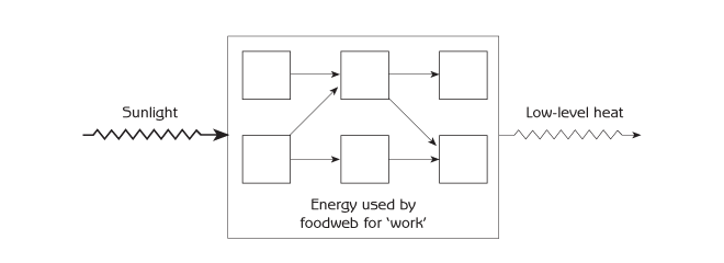 Figure 8.4 - Flow of energy through an ecosystem food web