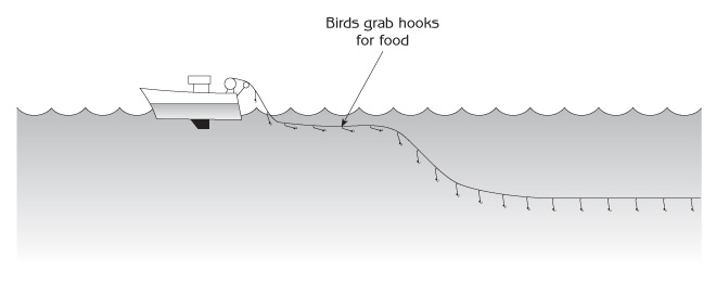 Figure 1.3 - Long line fishing